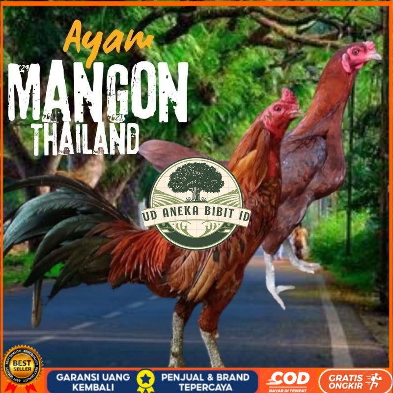 

telur ayam mangon Ori Thailand petarung bisa untuk di tetaskan UD ANEKA BIBIT ID