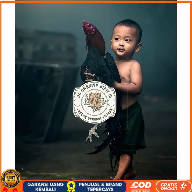 

5 BIJI TELUR RAJA SAIGON PROMOO KERAS.MURAHH UD GHANIYY BIBIT ID