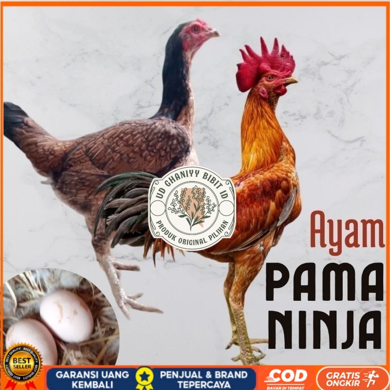 

telur ayam pama ninja original untuk di tetaskan UD GHANIYY BIBIT ID