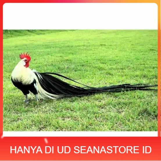 

Telur ayam hias onagadori ekor panjang siap ditetaskan UD SEANASTORE ID