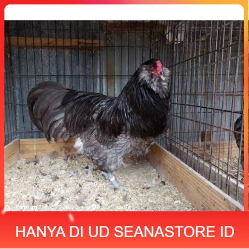 

TELUR AYAM HIAS AMERAUCANA UNTUK DI TETASKAN UD SEANASTORE ID