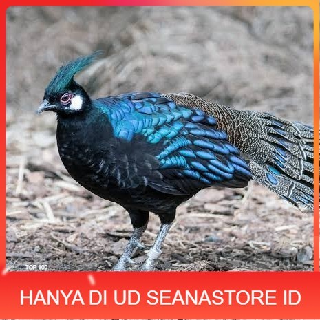 

Telur ayam hias ringneck palawan pheasant fertil untuk ditetaskan Langsung UD SEANASTORE ID