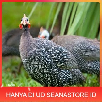 

Telur ayam mutiara hias fertil asli siap ditetaskan - ayam mutiara UD SEANASTORE ID