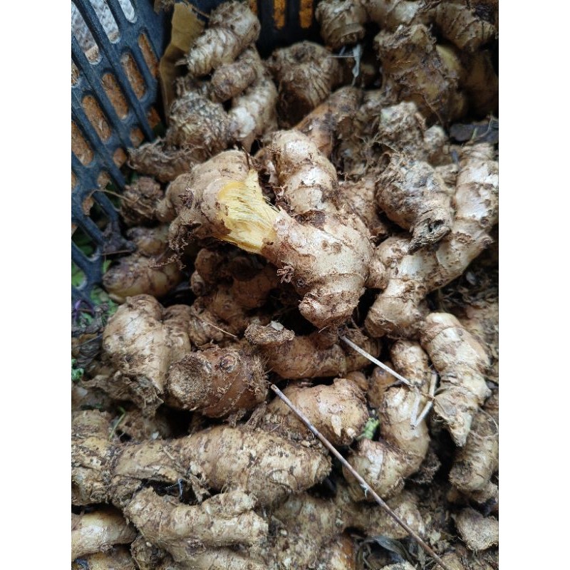 

lampuyang/lempuyang