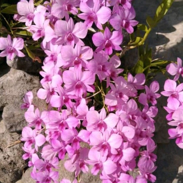 A.L anggrek dendrobium larat dewasa