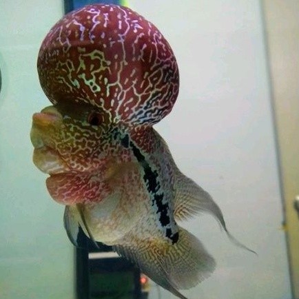 beli3bonus1 Promo Besar Obral Burayak Louhan Lohan (rndm) Srm/F3/Cencu/SRD Boom Head