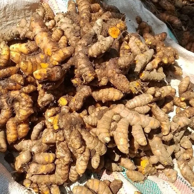 

Kunyit / koneng / kunir