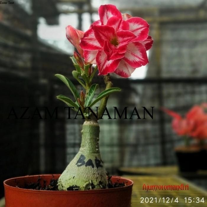 adenium bunga tumpuk id Black amarilis - merah putih