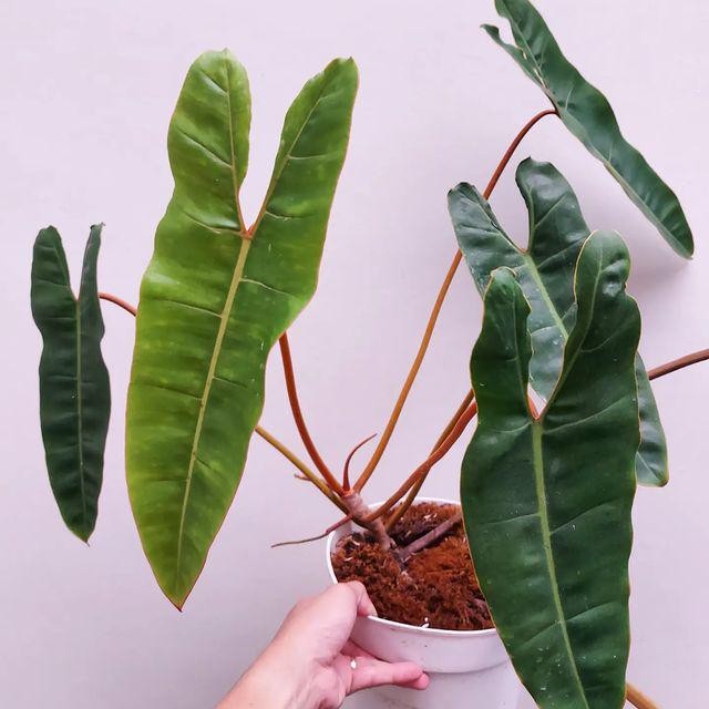 Tanaman hias philodendron kabel busi batang orange - kabel busi ori - M