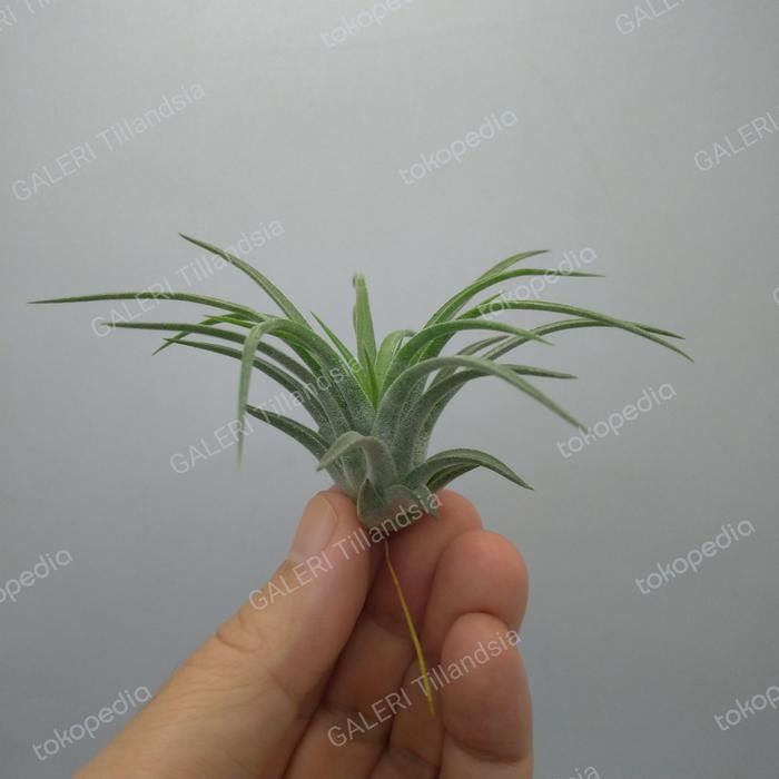 Tillandsia Ionantha Rubra Giant (pups)
