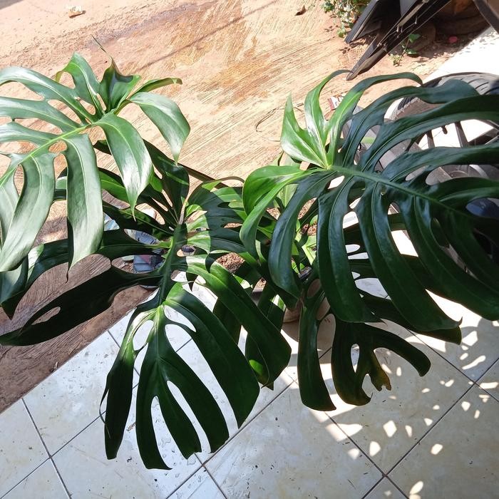 monstera deliciosa king || Monstera king