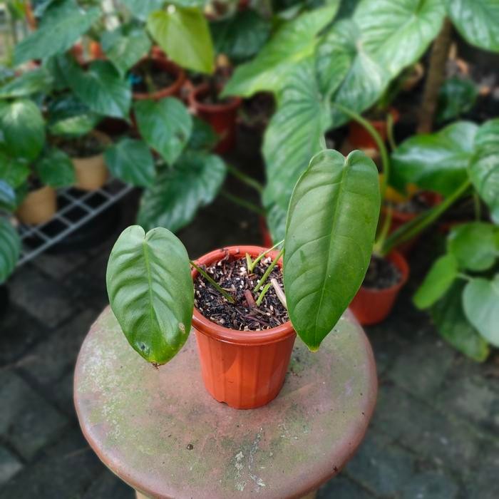 Philodendron Sharoniae