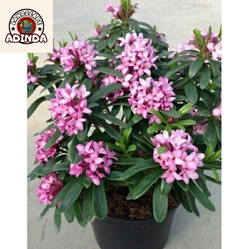 BISA COD bunga Asoka ungu/tanaman Soka ungu