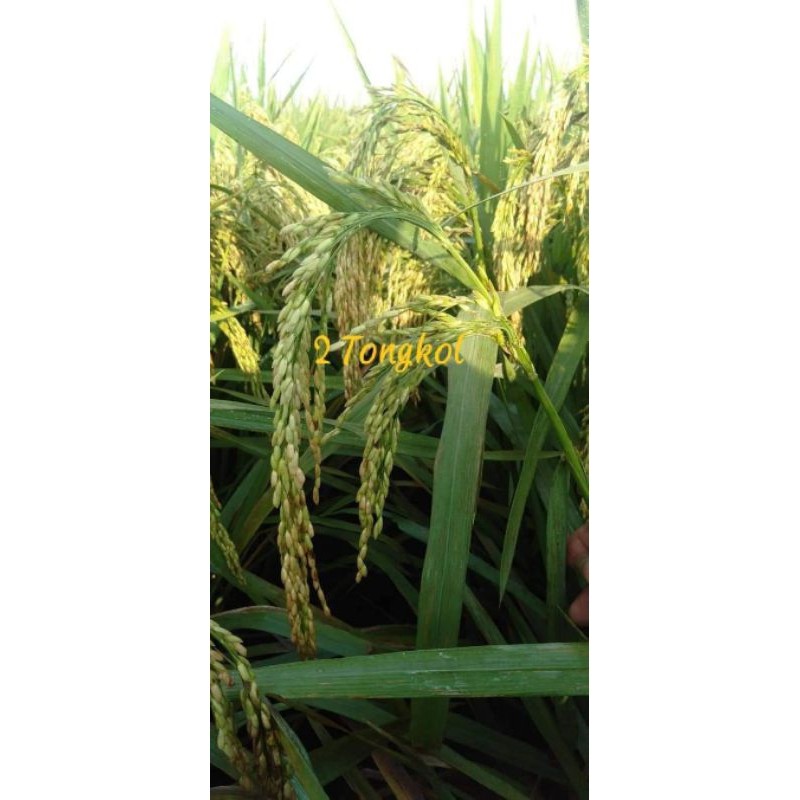 benih Padi 2 tongkol, padi tongkol dua, kemasan 5kg original