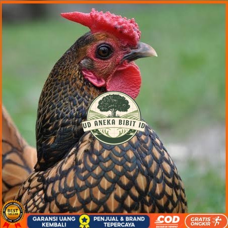 

Telur ayam serama kate batik kanada telur ayam hias fertil siap tetas UD ANEKA BIBIT ID