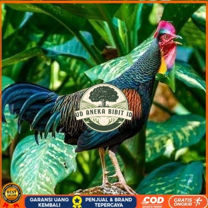 

Telur ayam hutan x jawa bekisar siap ditetaskan UD ANEKA BIBIT ID