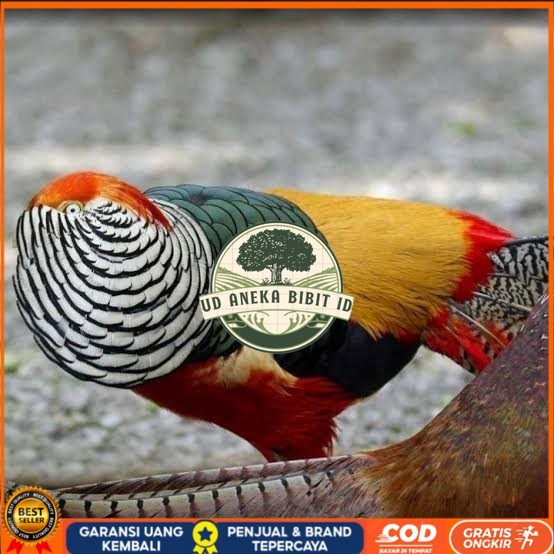 

Telur ayam hias ringneck lady red amherst pheasant fertil siap tetas UD ANEKA BIBIT ID