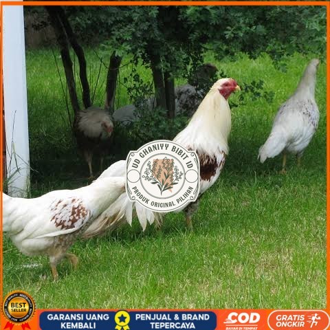 

Telur ayam hias yokohama fertil bisa ditetaskan Langsung UD GHANIYY BIBIT ID