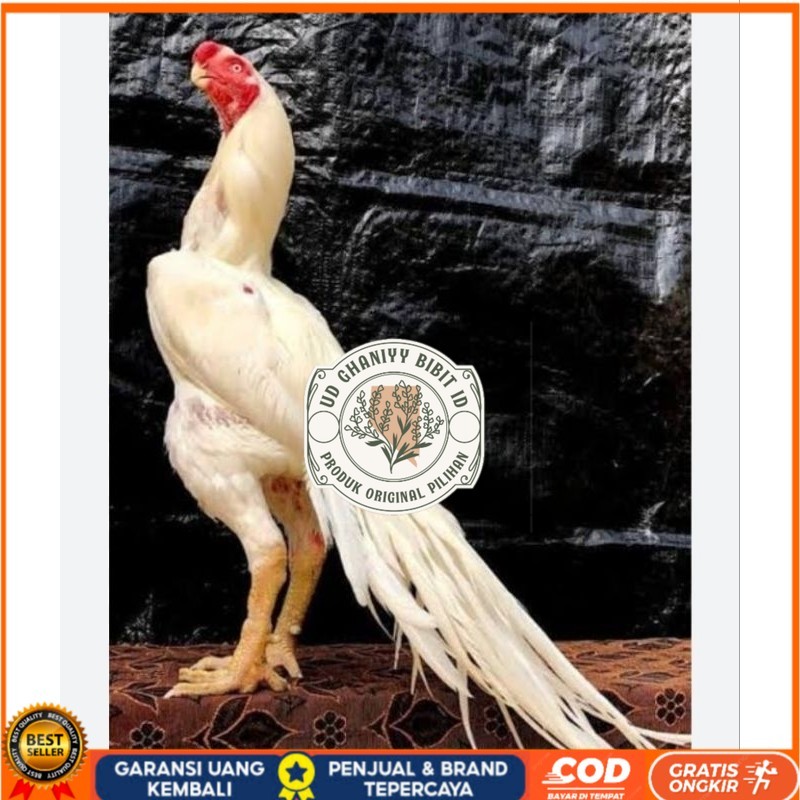 

TELUR AYAM HIAS ASEEL ORI UNTUK DI TETASKAN UD GHANIYY BIBIT ID