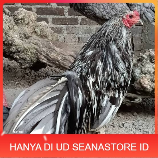 

Telur ayam black sumatera / telur ayam hias / telur fertil siap cod UD SEANASTORE ID
