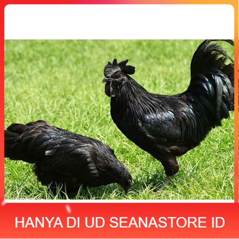 

TELUR AYAM HIAS CEMANI untuk di tetaskan UD SEANASTORE ID