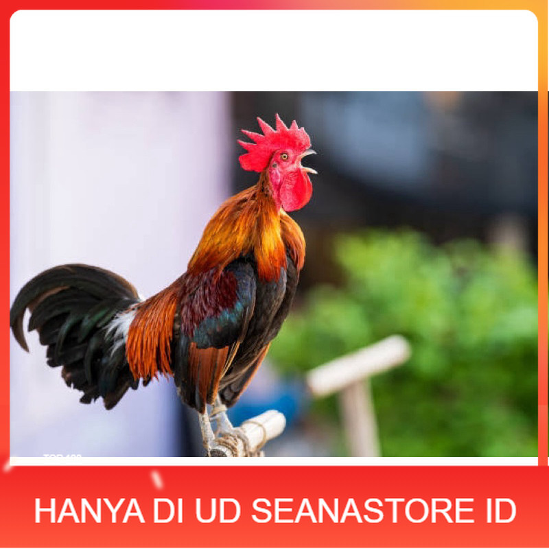 

TELUR FERTIL AYAM KETAWA SLOW/DANGDUT/DURSAM UNTUK DINTETASKAN UD SEANASTORE ID