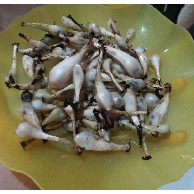 

terbaik buah marasi segar 100 g (obat malaria dan sakit ginjal dan penyakit lainnya) AM