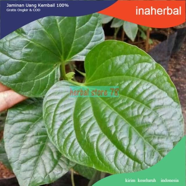 

fromo per 200 grm daun karuk fresh