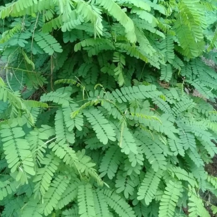 Tanaman Bibit Pohon Herbal Daun Saga Tanaman Daun Saga Daun Herbal