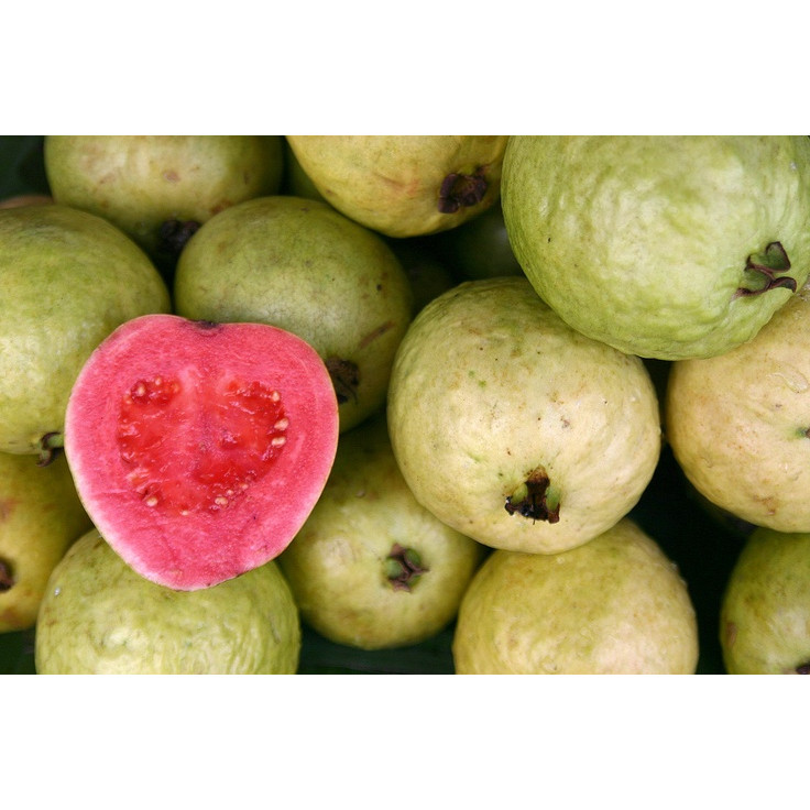

Jambu Merah