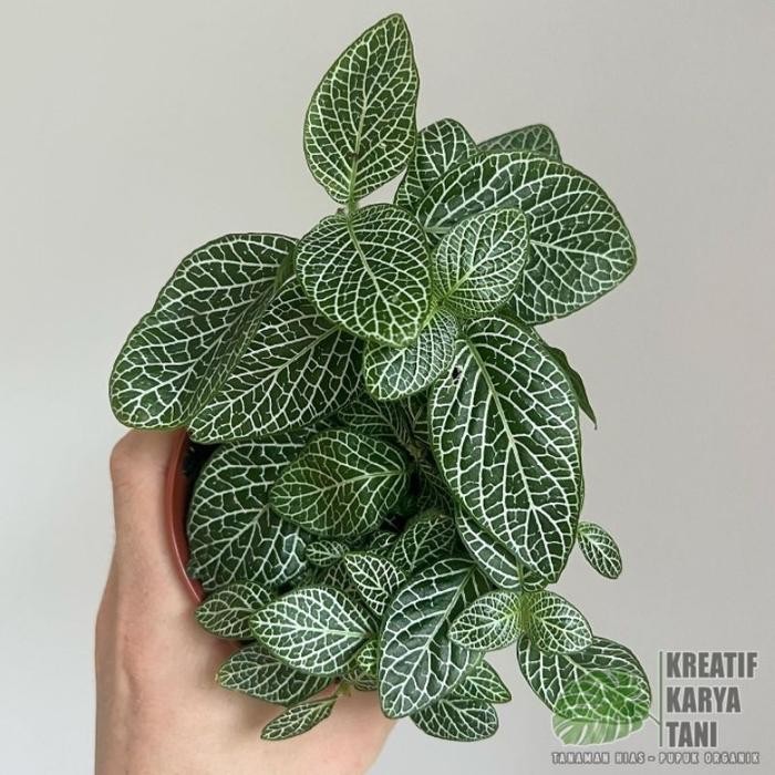 Tanaman hias fittonia - Macam macam jenis tanaman hias fitonia - Fittonia Hijau