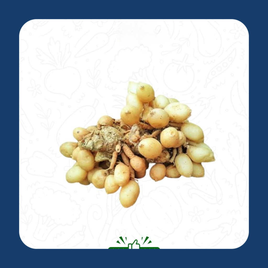 

Kunyit putih / kunyit gombyok / kunci pepet / Kaempferia rotunda segar / Temu Pepet Segar – Rimpang Herbal Alami | Bahan Jamu & Obat Tradisional - Herbsspice