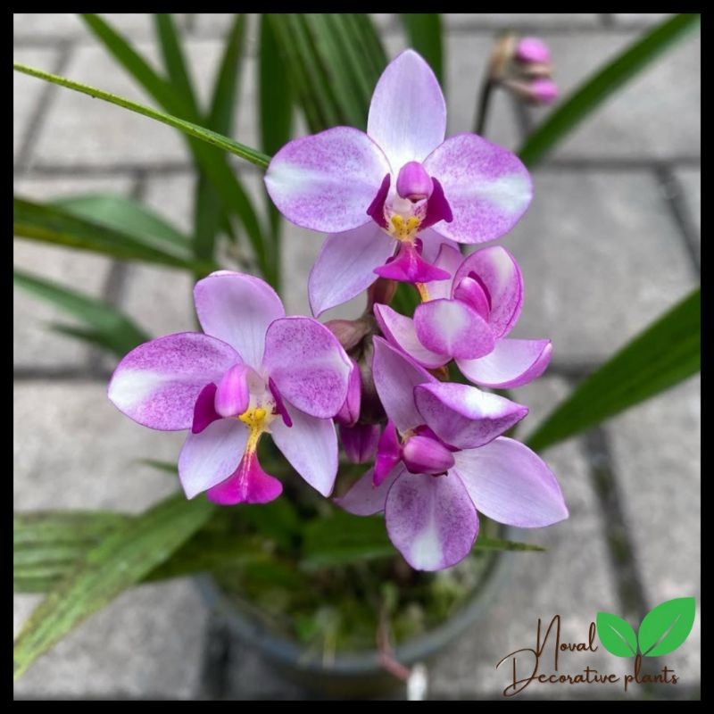 Promo COD Anggrek tanah white purple - tanaman anggrek cantik COD