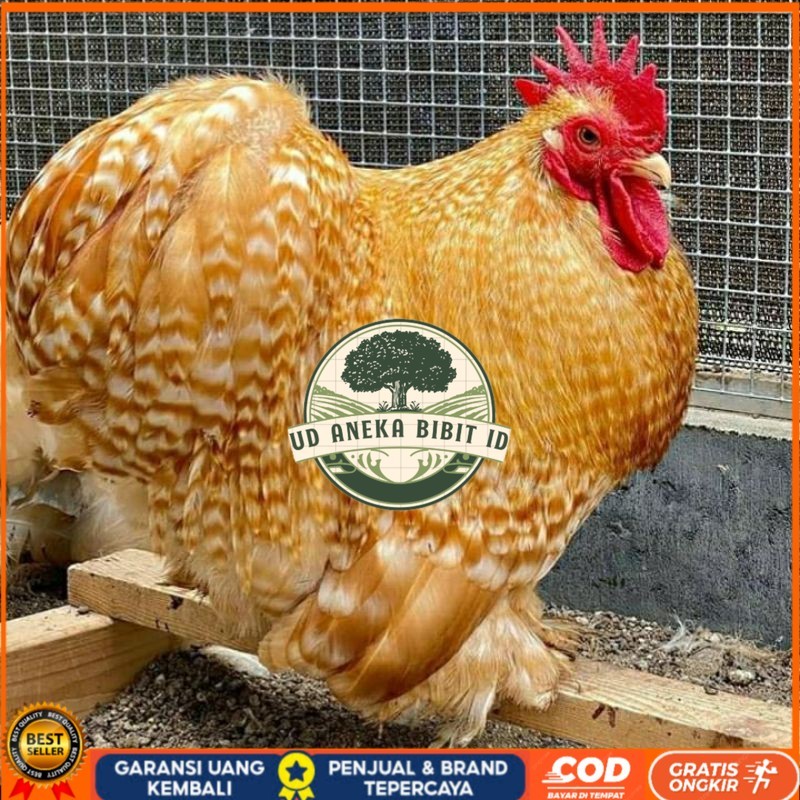 

TELUR AYAM BANTAM CHOCIN UNTUK DI TETASKAN UD ANEKA BIBIT ID