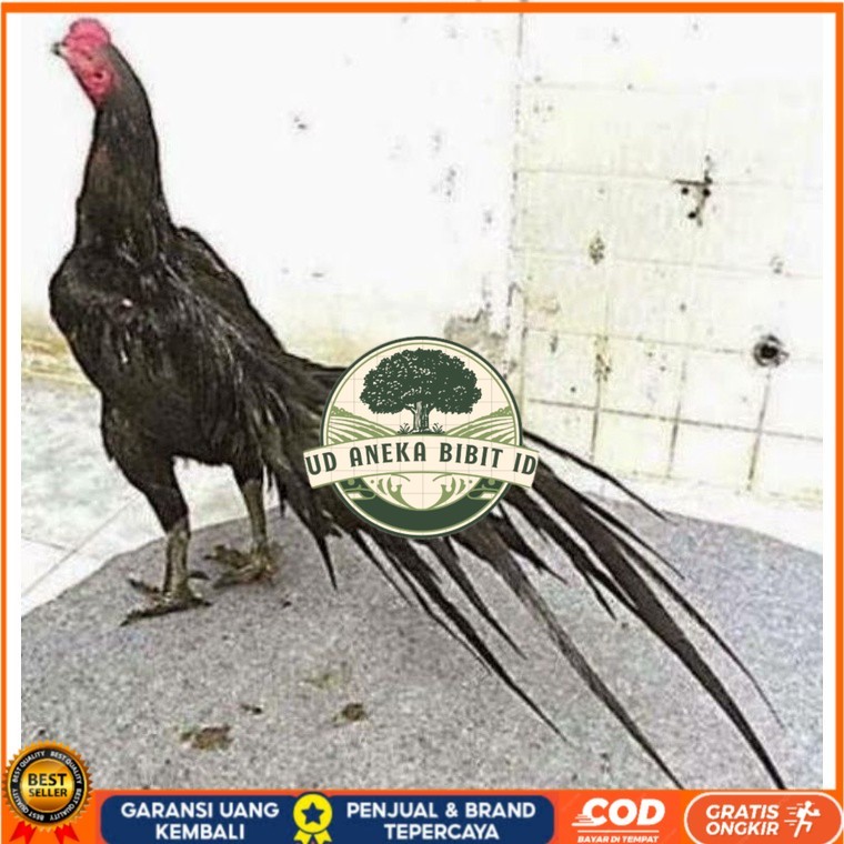 

TELUR AYAM MANGON GESIT TANGGUH UNTUK DI TETASKAN UD ANEKA BIBIT ID