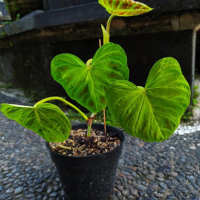 philodendron verucosum tanaman