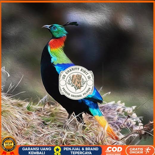 

Telur ayam hias ringneck impeyan pheasant fertil siap ditetaskan UD GHANIYY BIBIT ID