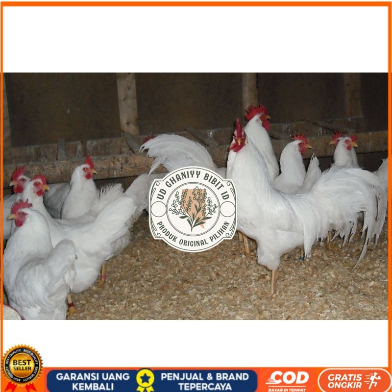 

TELUR AYAM PETELUR WHITE LEGHORN PURE LINE UNTUK DI TETASKAN UD GHANIYY BIBIT ID