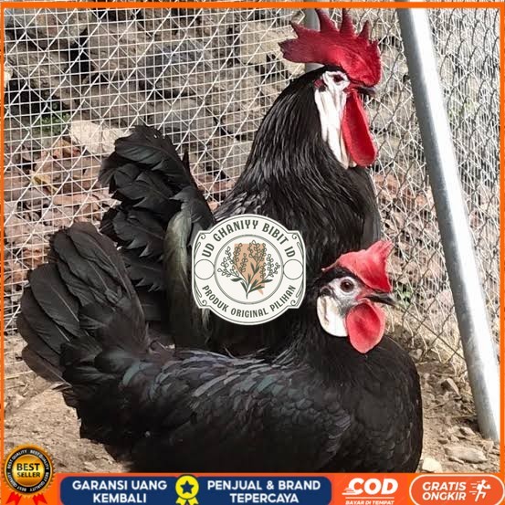 

Telur ayam white face spanish / telur ayam hias fertil siap cod UD GHANIYY BIBIT ID