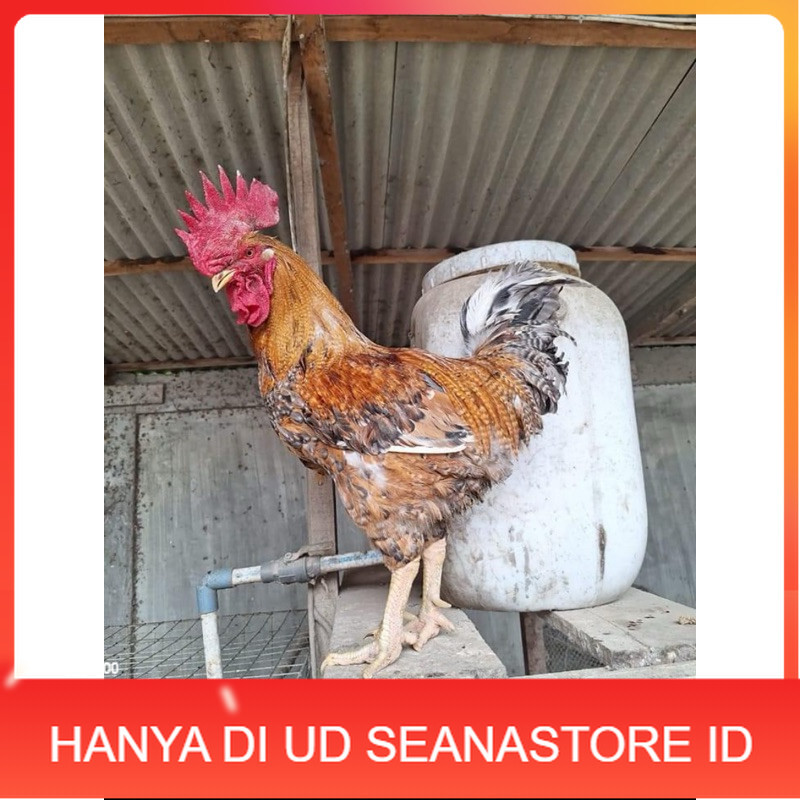 

TELUR FERTIL AYAM LARMOD 2 UNTUK DI TETASKAN UD SEANASTORE ID