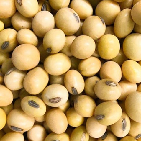 

biji kedele pasar online makassar