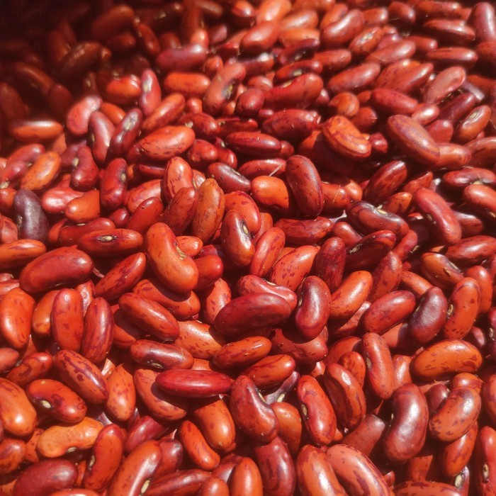 

kacang merah campe manado pasar online makassar