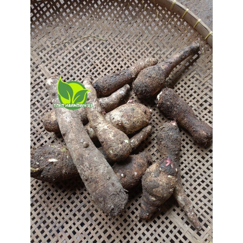 

COD Talas Balitung Kimpul Ukuran Sedang Kemasan 1 kg ( BISA COD ) AF