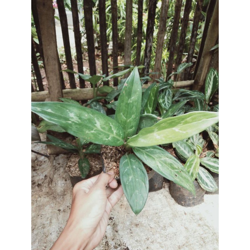 Tanaman Hias Aglonema Sri rezeki - Blanceng Sri rezeki