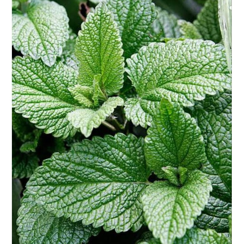 

DAUN MINT HIJAU SEGAR 100 GRAM