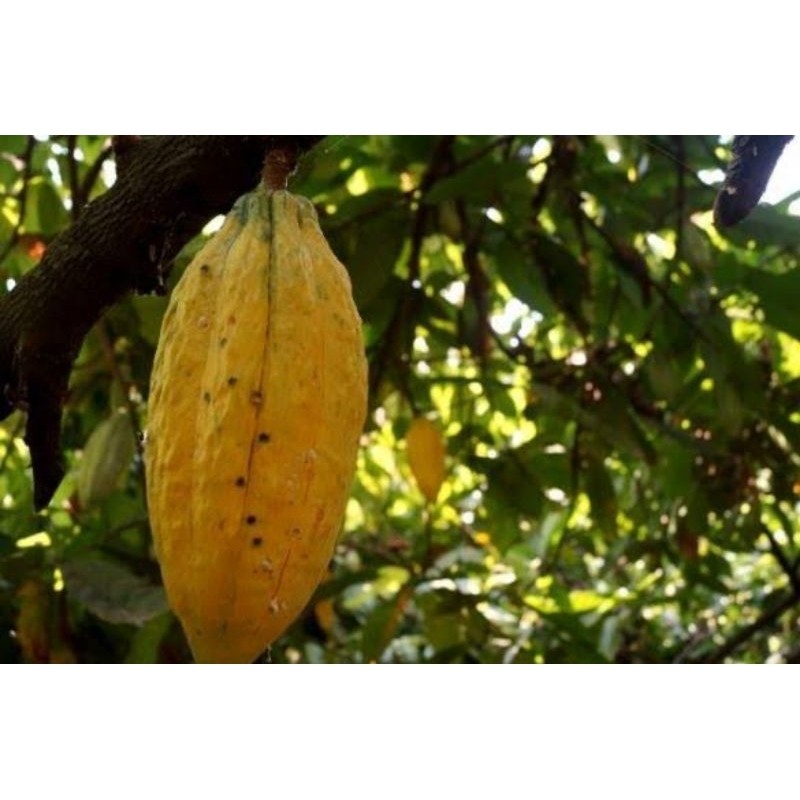 

Terbaik Buah Kakao / Buah coklat tua/matang segar Alam Herbal 28