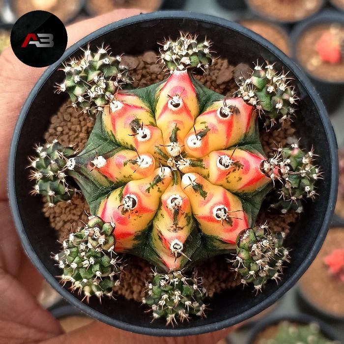 gymnocalycium multicolor / gymno multi color