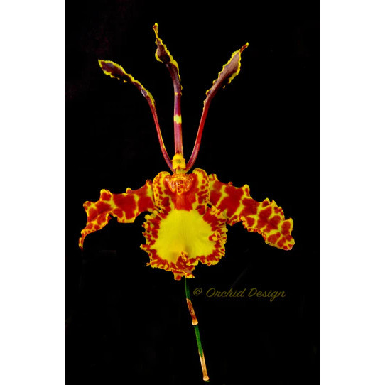 Anggrek Oncidium Dewasa Siap Berbunga Psychp. Mariposa 'Green Valey'