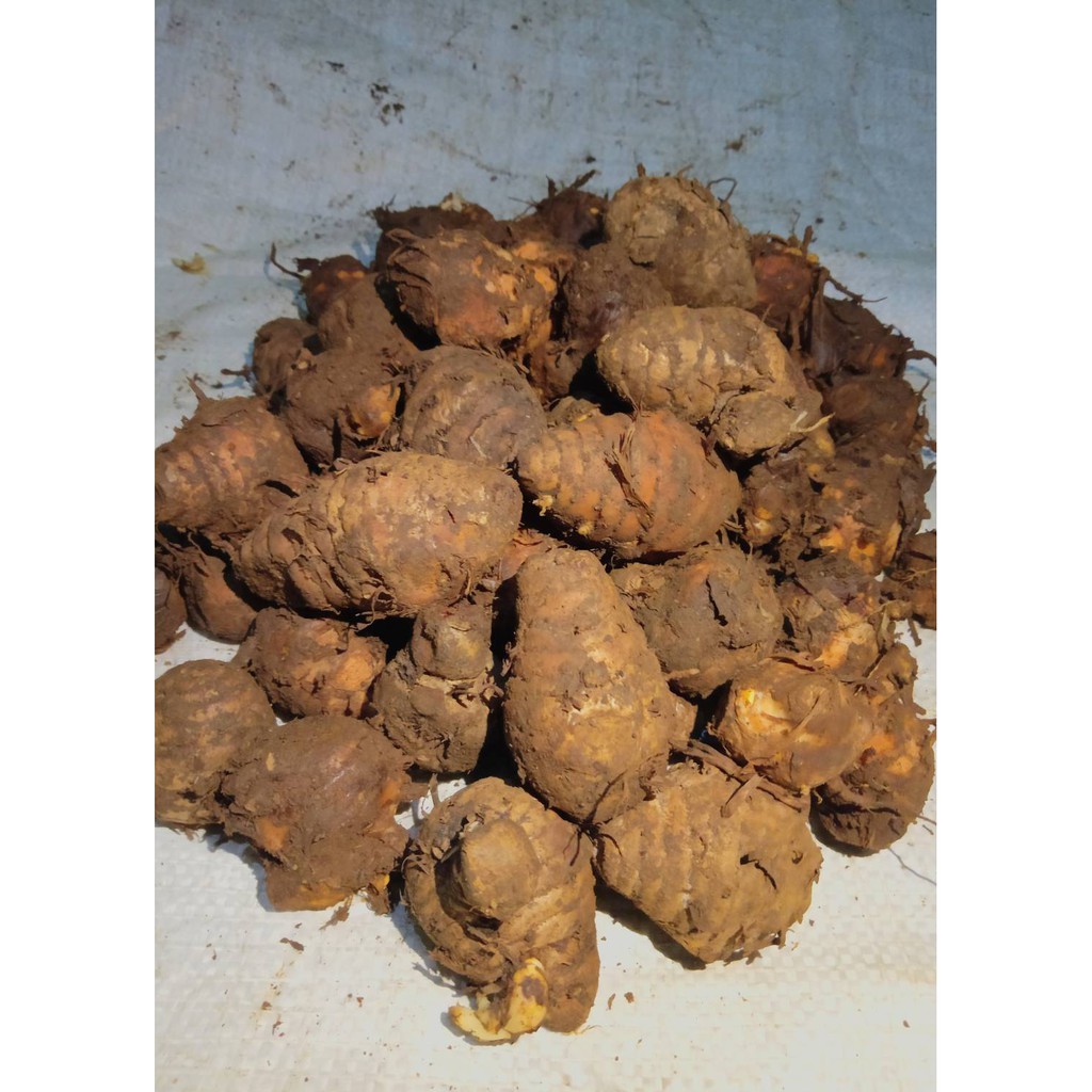 

BIANG KUNYIT SUPER 1 KG EMPU KUNIR SEGAR ALAMI TUA [COD]