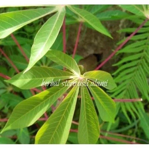 

sayur/lalapan pucuk daun singkong segar (khusus pucuk) - S Herbal